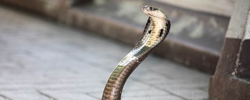 眼镜王蛇属于几级保护动物