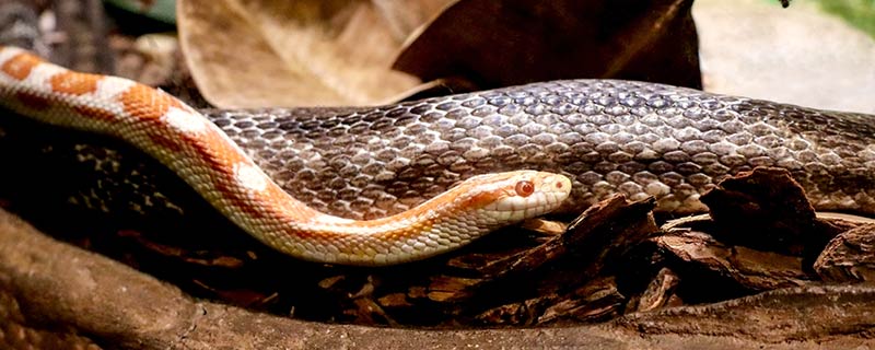 蛇的别称和美名有什么