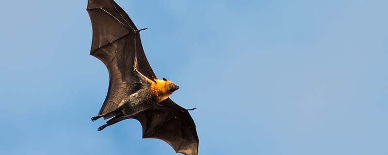 蝙蝠是脊椎动物吗