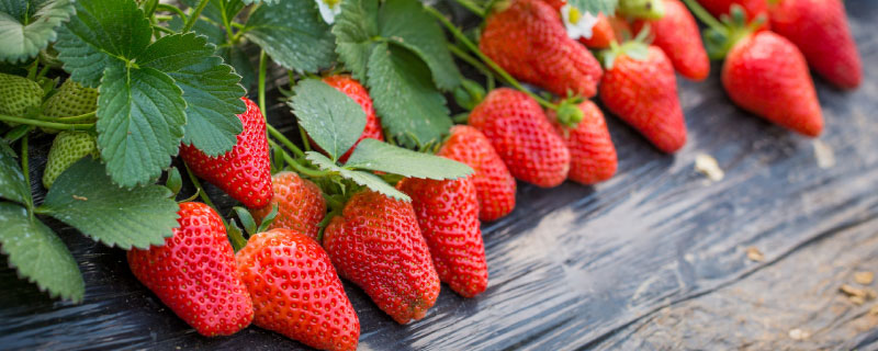 草莓是什么