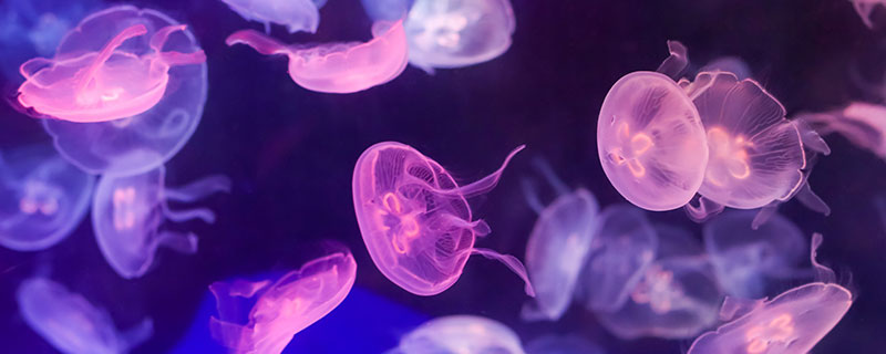 海蜇头是水母的哪个部位