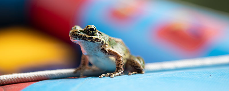 青蛙属于几级保护动物