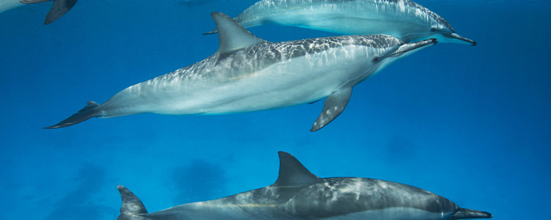 海豚是国家几级保护动物