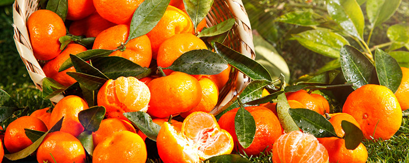 耙耙柑跟橘子的区别是什么