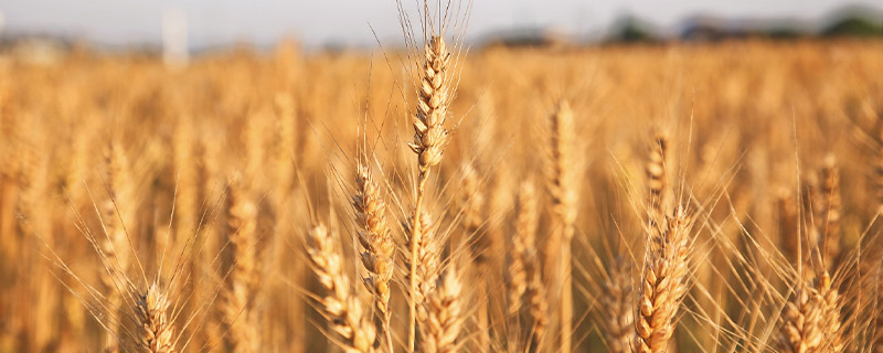 小麦和燕麦有什么区别