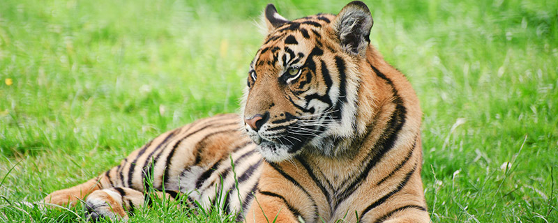 老虎是保护动物吗