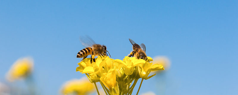 蜜蜂和马蜂有什么区别