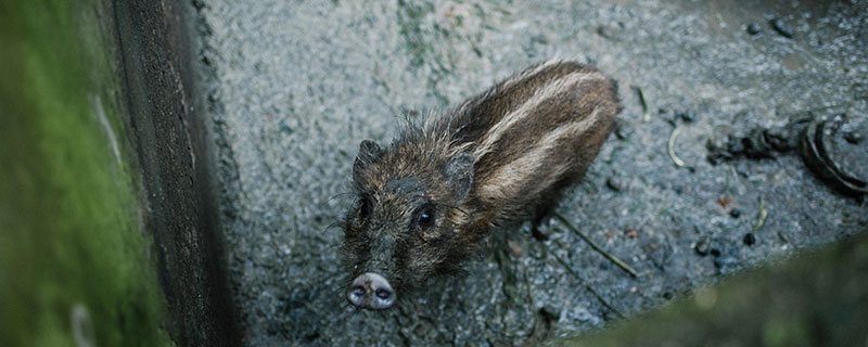 野猪属于国家几级保护动物