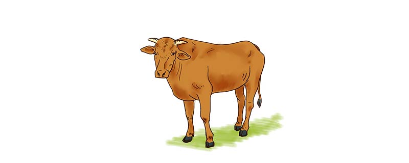 黄牛的象征意义是什么