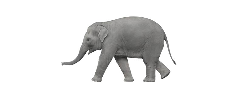 大象的尾巴像什么