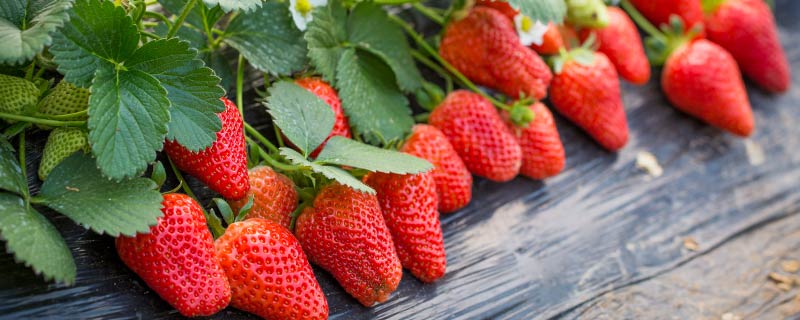 草莓应季是在几月份