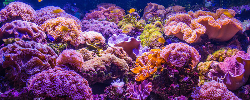 珊瑚礁是植物还是动物