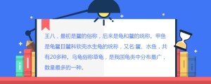 王八是什么