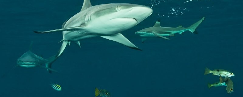 鲨鱼的天敌有哪些