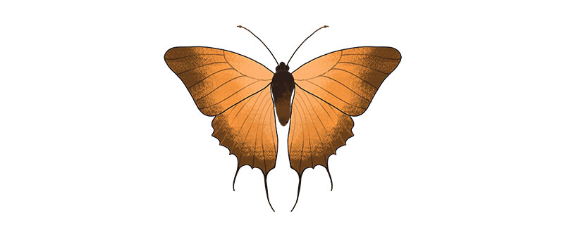 枯叶蝶是属于几级保护动物