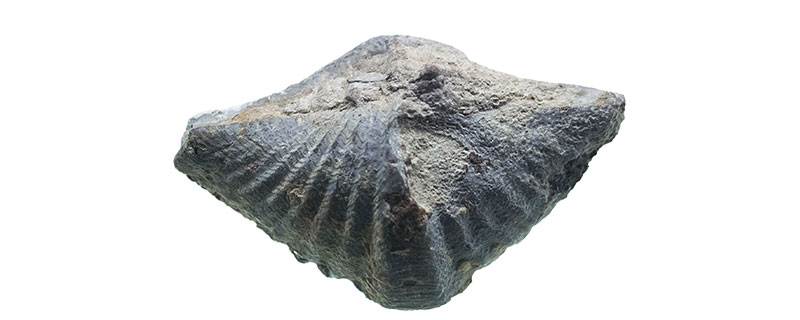 化石是怎样形成的