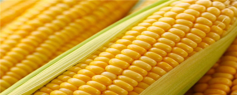 玉米是不是主食