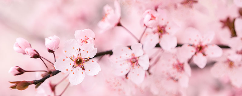 樱花和李子花的区别是什么