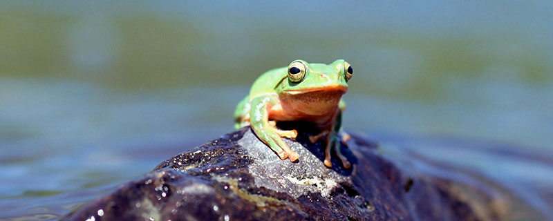 青蛙是啥颜色