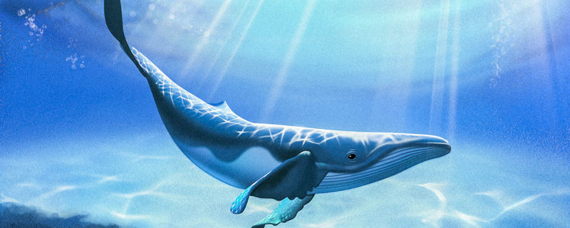 蓝鲸是不是哺乳动物