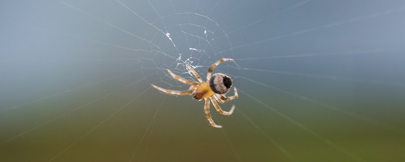 蜘蛛属于哺乳动物吗