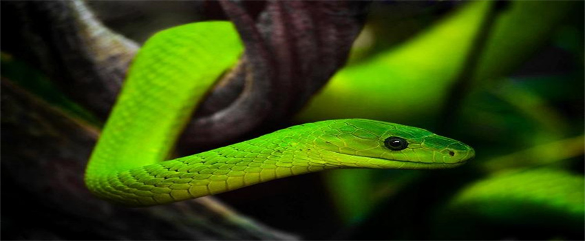 梦见绿色的蛇有什么意思