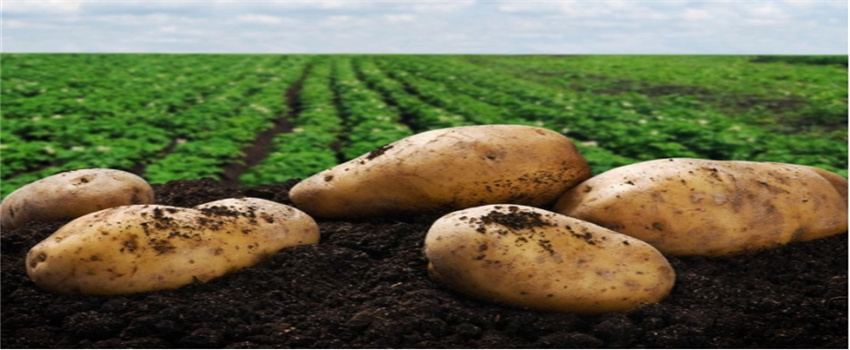 梦见土豆丰收是什么意思