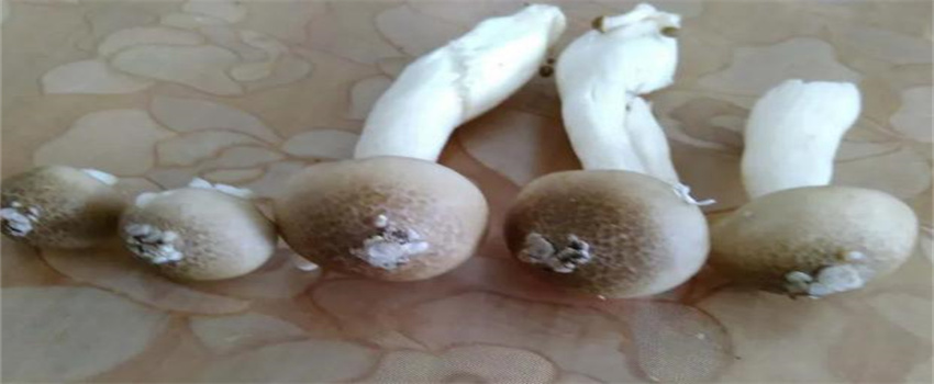 鲜蘑菇长白毛了还能吃吗