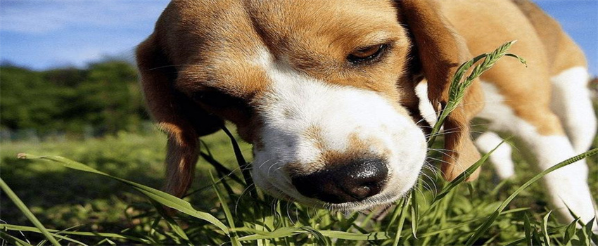 狗狗吃草是什么原因