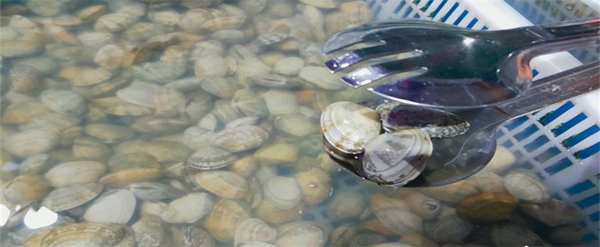 新鲜花蛤怎么保存