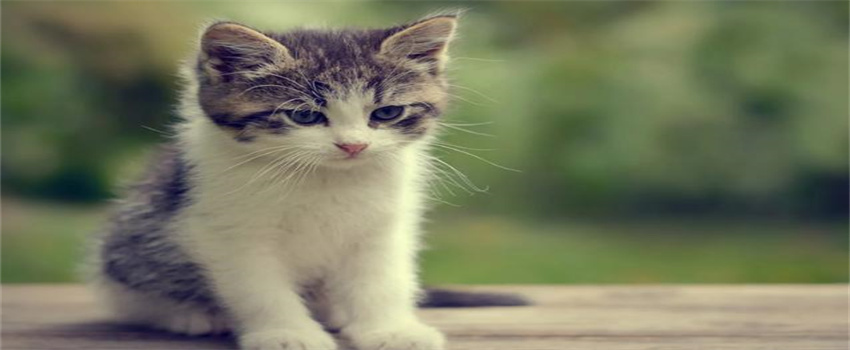被猫猫抓伤需要打狂犬疫苗吗