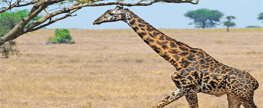 为什么长颈鹿的脖子那么长
