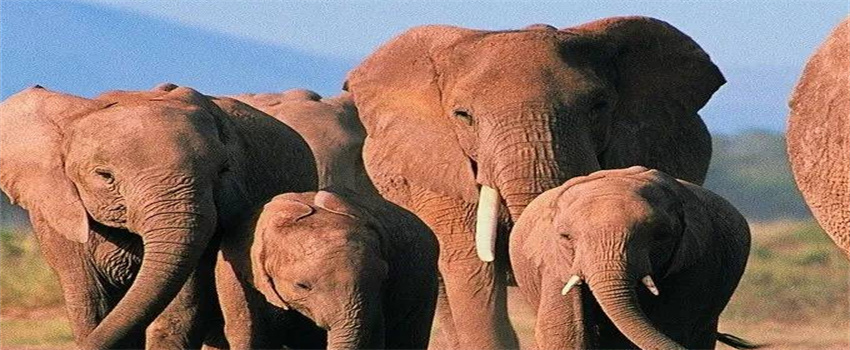 大象吃草为什么可以长那么大