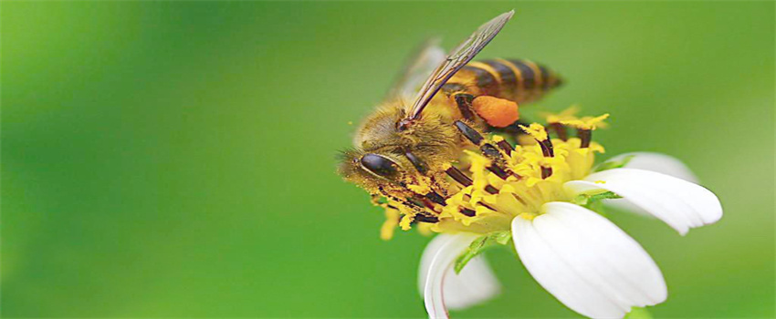 如何辨别真假的蜜蜂