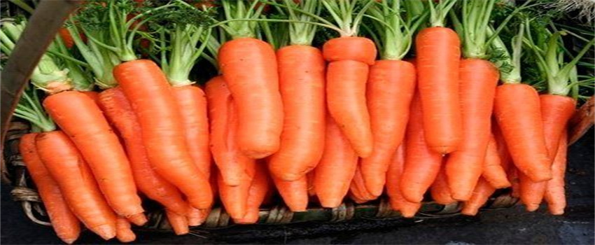 哪种蔬菜富含类胡萝卜素
