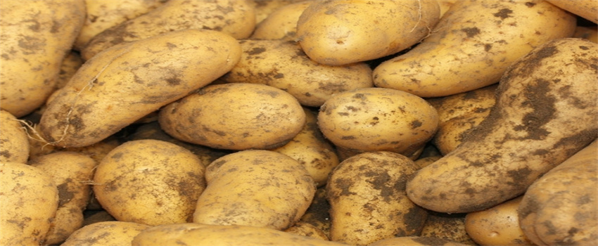 土豆的功效与作用