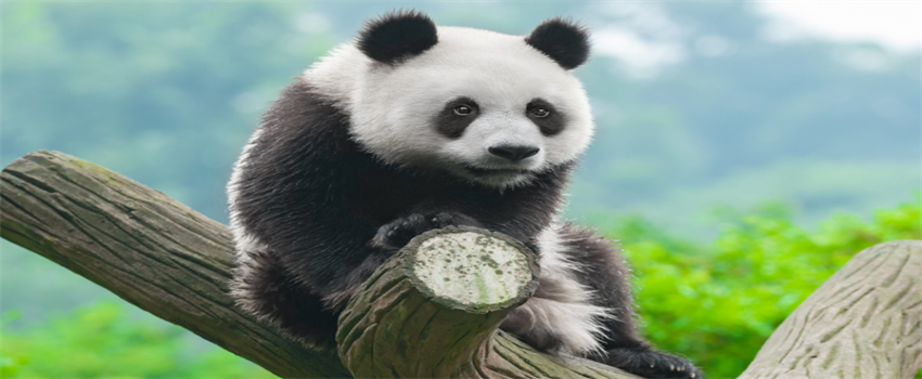 大熊猫为什么成为国宝