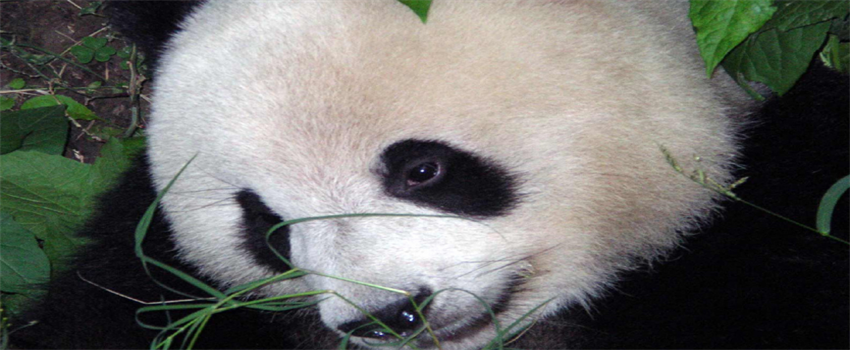 大熊猫为什么有黑眼圈