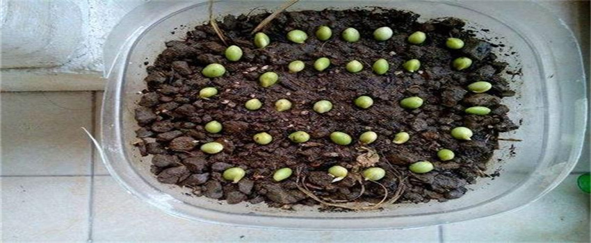 豌豆怎么播种