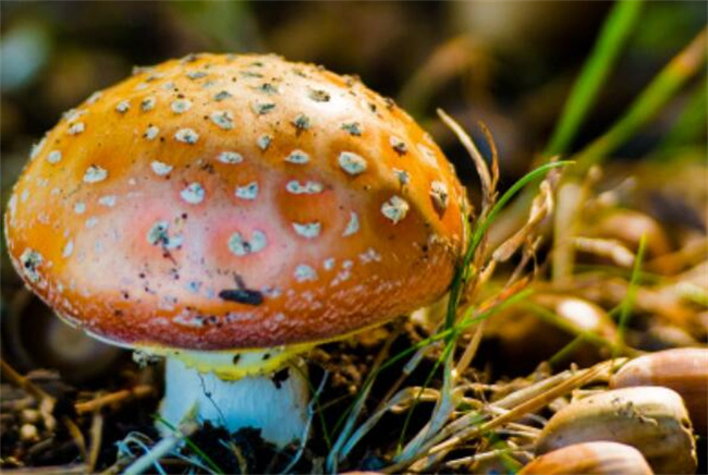 红菌菇的功效与作用