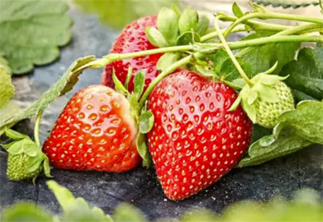 梦到摘草莓被人发现是什么意思