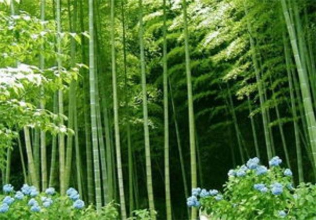 竹子根能让人体自身免疫力明显提高吗 