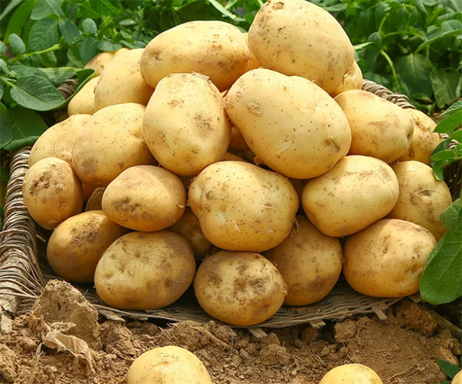 普通家庭存放土豆的禁忌 