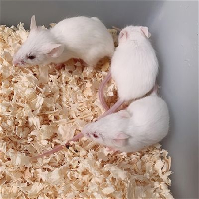 为什么科学家都用小白鼠做实验