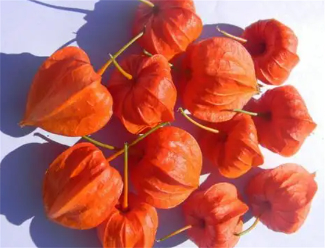 红菇娘的功效与作用及营养价值