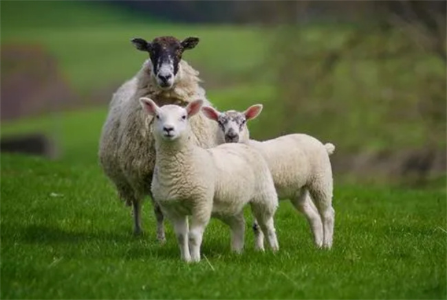 为什么都说属羊的人命不好