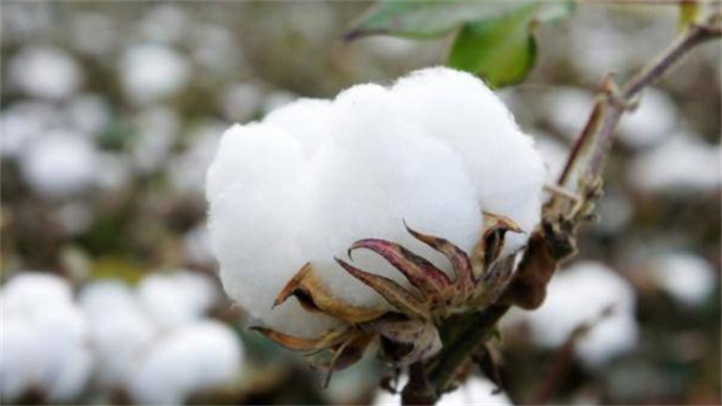  古代没有出现棉花之前 古人冬天都用什么保暖抗寒