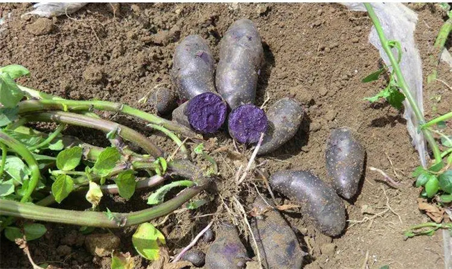 紫土豆是转基因的吗 紫土豆是不是转基因