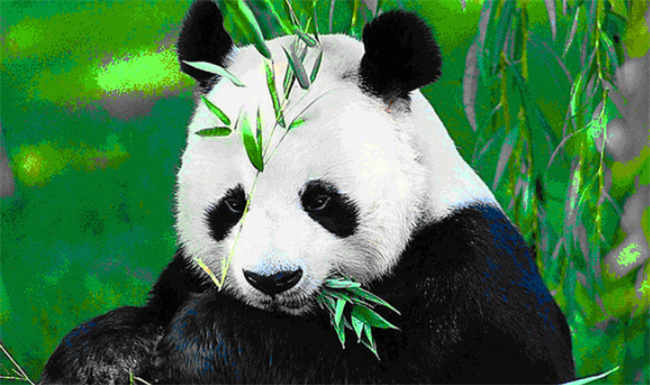 乐乐死因初步确定为心脏病变 为什么熊猫也会得心脏病？