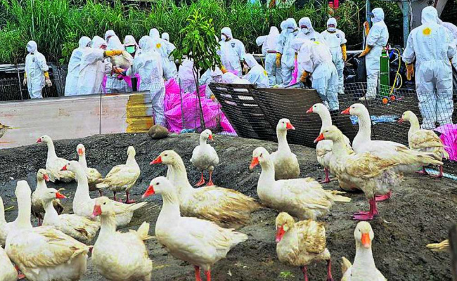 阿根廷已扑杀70余万只禽类 禽流感的危害有哪些？